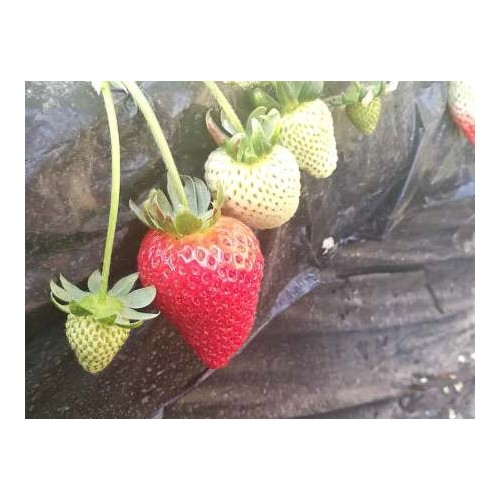 哈爾濱草莓種苗價格-品種好的草莓種苗批發