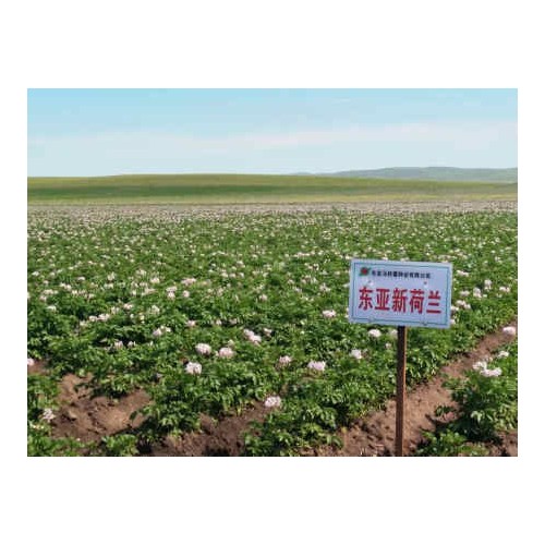 葫蘆島豇豆種子_沈陽豇豆種子專業供應商
